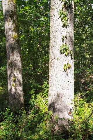 000 County Road 1990, Willow Springs, MO 65793