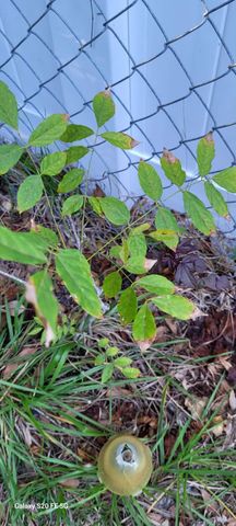 4026 SW Haycroft Street, Port St. Lucie, Port St Lucie, FL 34953