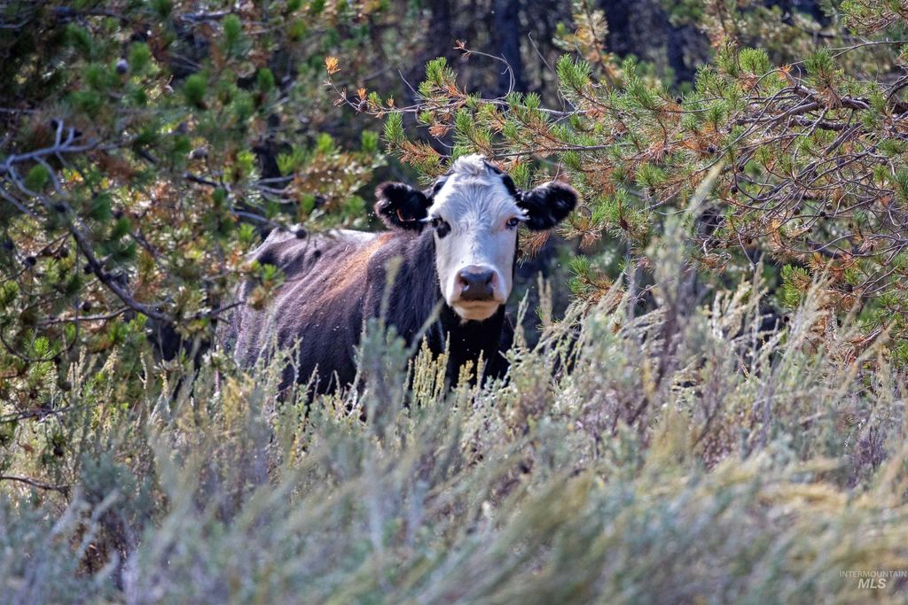 TBD 1 Warm Lake Road, Cascade, ID 83611 photo 17