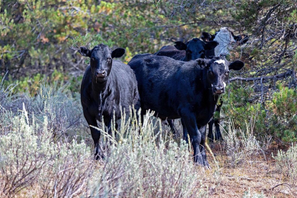 TBD 1 Warm Lake Road, Cascade, ID 83611 photo 18