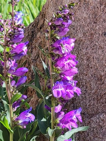 50 Worley Road, Divide, CO 80814