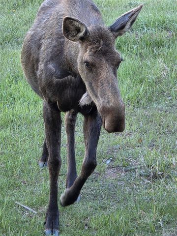 50 Worley Road, Divide, CO 80814