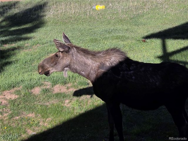 50 Worley Road, Divide, CO 80814