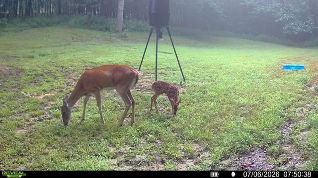 906 Riverwood Dr, Buchanan, TN 38222
