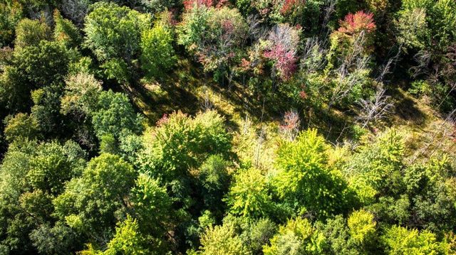 10.32 Acres Bighorn Avenue, Arkdale, WI 54613