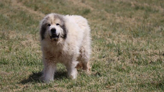 1247 Cannady School RD, Floyd, VA 24091