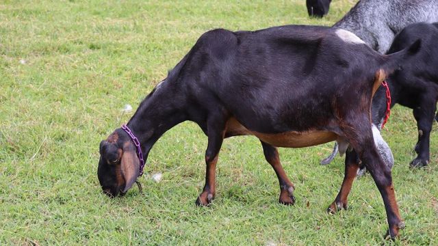 1247 Cannady School RD, Floyd, VA 24091