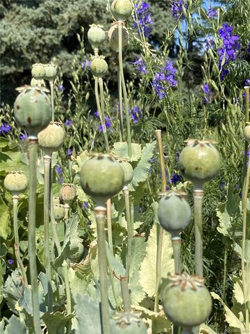 14804 County Road 7, Mead, CO 80542