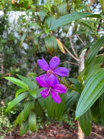 2374 SW Chateau Terrace, Port St. Lucie, Port St Lucie, FL 34953