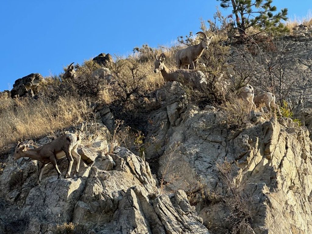 1307 Skalkaho Hwy, Hamilton, MT 59840 photo 5