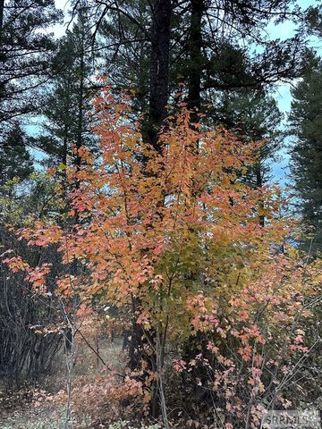 6 Upper Coyote Hollow, Irwin, ID 83428