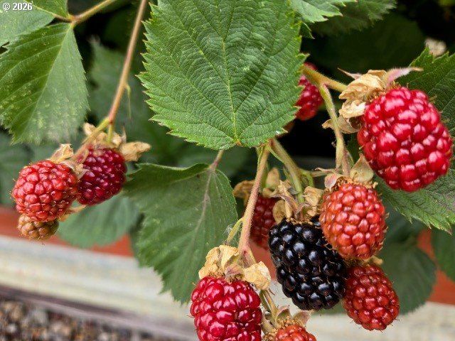 2723 OAKLAND Loop, Salem, OR 97317