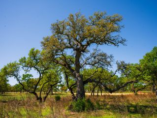 000 Serenity Springs RNCH, Johnson City, TX 78636