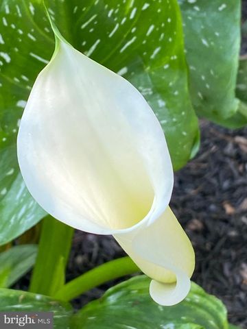 301 WASHINGTON ST S, Easton, MD 21601