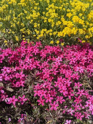 442 W 2540 N, Lehi, UT 84043