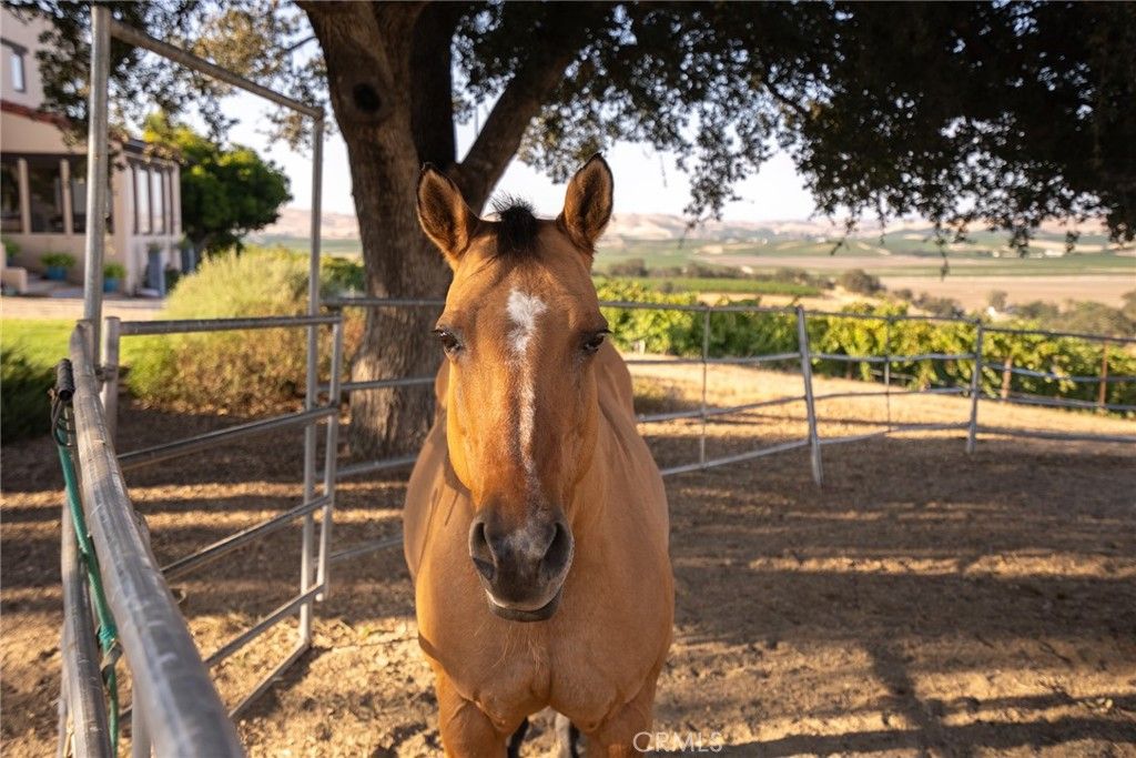 Image 41 of property listing at 7010 Wilderness Lane, Paso Robles, CA 93446