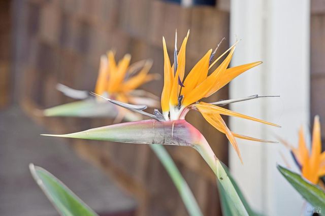 5 Lower Via Casitas, Greenbrae, CA 94904