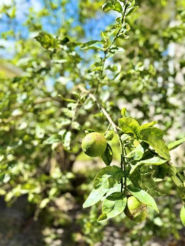 7978 SE Hempstead Circle, Hobe Sound, FL 33455