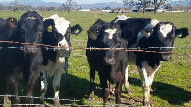 1979 Ludwig Ave, Santa Rosa, CA 95407