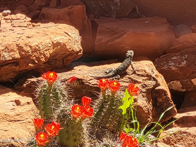 55 CORTE BANCA --, Sedona, AZ 86351