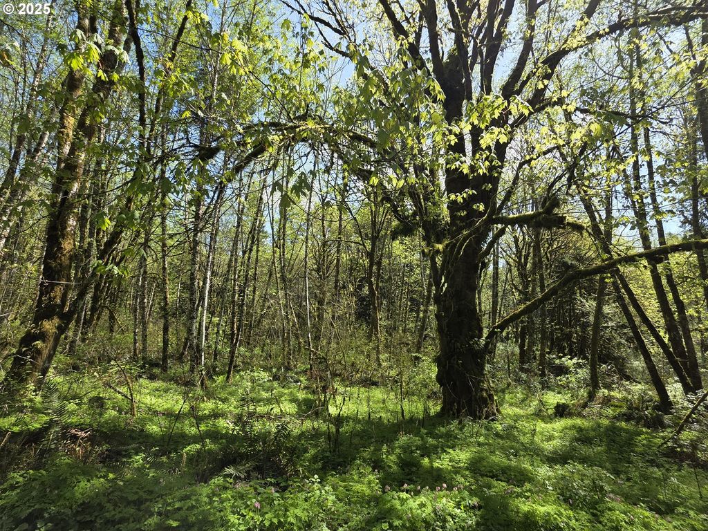 Mill Falls Ln, Longview, WA 98632