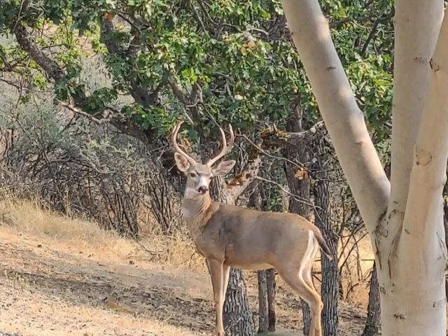 198 Flamingo Drive, Eagle Point, OR 97524