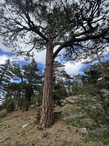 636 Mountain Center, Mountain Center, CA 92561