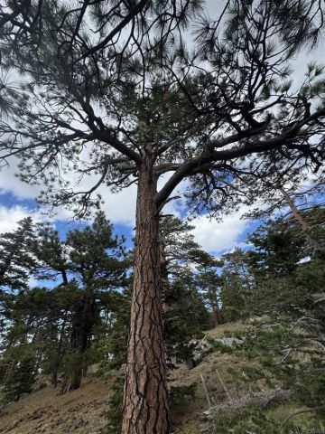 636 Mountain Center, Mountain Center, CA 92561