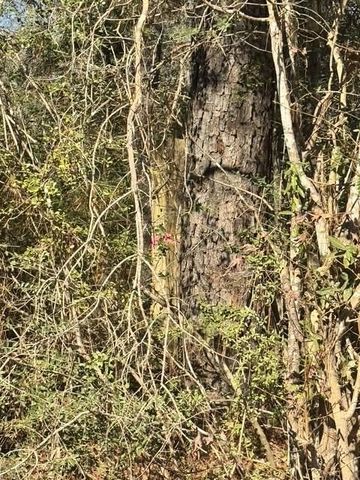 TBD Lee Turner Road, Cleveland, TX 77328