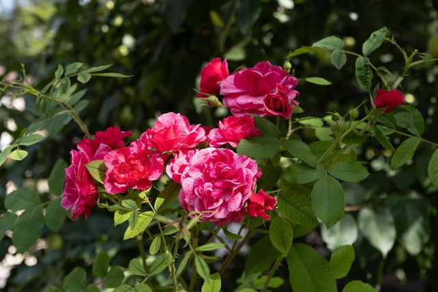 28361 S Buffalo Lake Road, Detroit Lakes, MN 56501