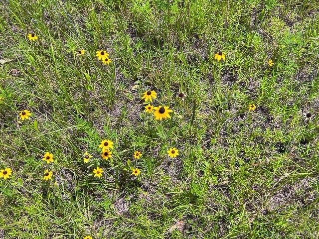 0 FM 92, Colmesneil, TX 75938