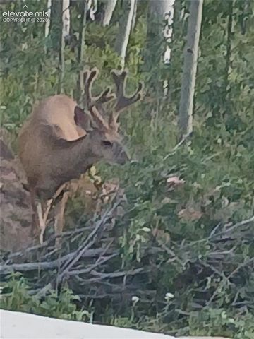 2272 County Road 1, Cripple Creek, CO 80813