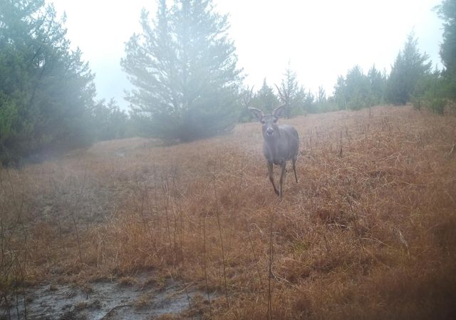 24200 County Road, Roxton, TX 75477