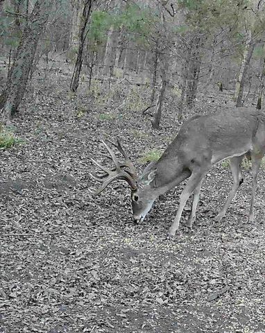 24200 County Road, Roxton, TX 75477