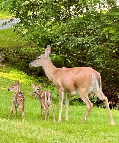 96 Goldenleaf Road, Mars Hill, NC 28754