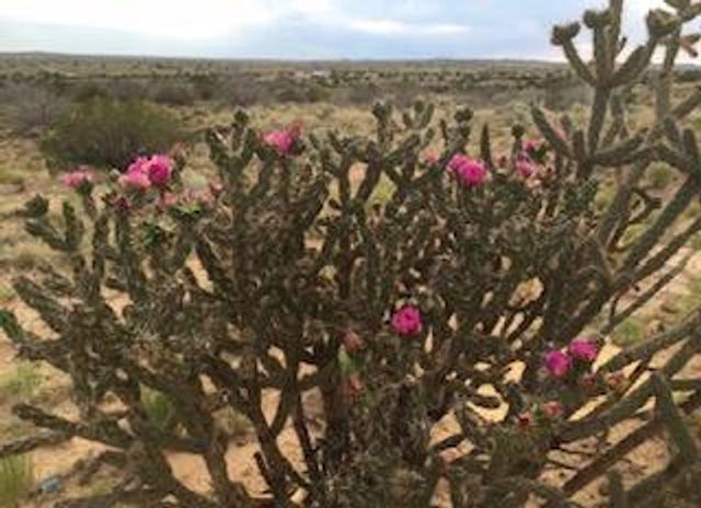 5225 Chopin Road NE, Rio Rancho, NM 87144