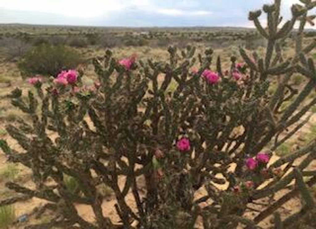 Image 64 of property listing at 5225 Chopin Road NE, Rio Rancho, NM 87144