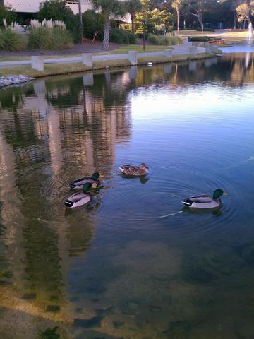 100 Ocean Creek Dr Apt M2, Myrtle Beach, SC 29572