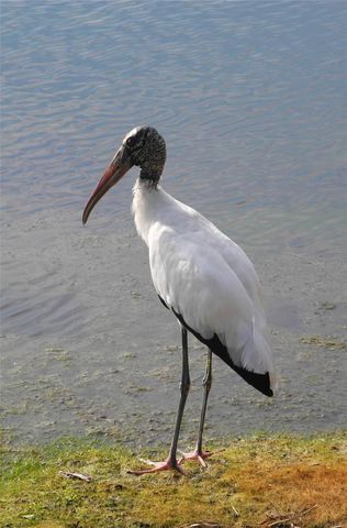 4000 OAKVIEW DRIVE L8, Punta Gorda, FL 33980