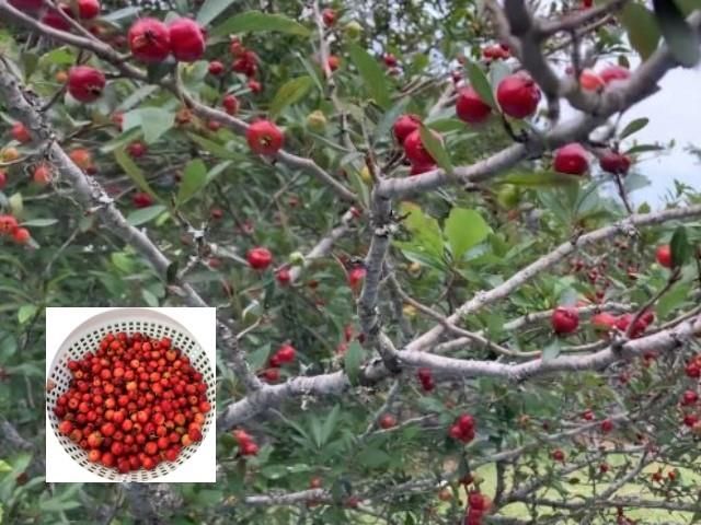 1464 N Lewis Drive, Orange, TX 77632