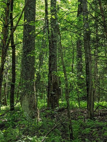 00 Buck Creek Trail, Epworth, GA 30541