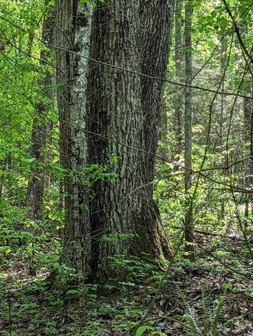 00 Buck Creek Trail, Epworth, GA 30541