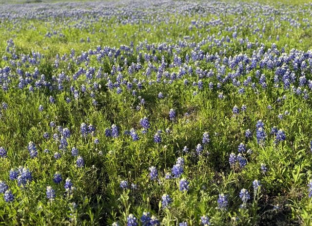 1315 Brandon Court, Royse City, TX 75189