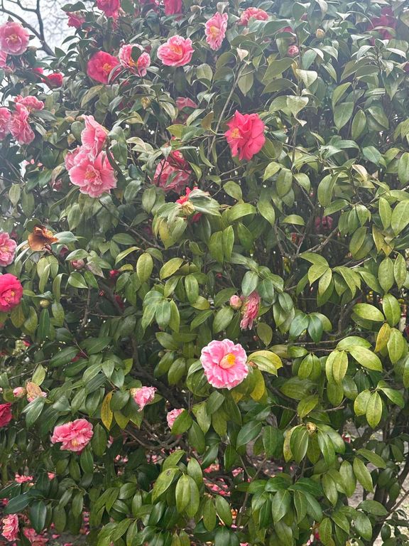 Image 23 of property listing at 1247 Northfield Place, Hanahan, SC 29410