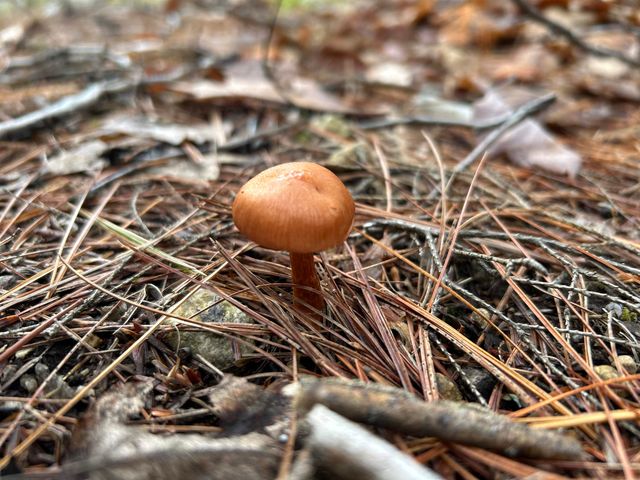 0 Pound Road, Sutton, NH 03221