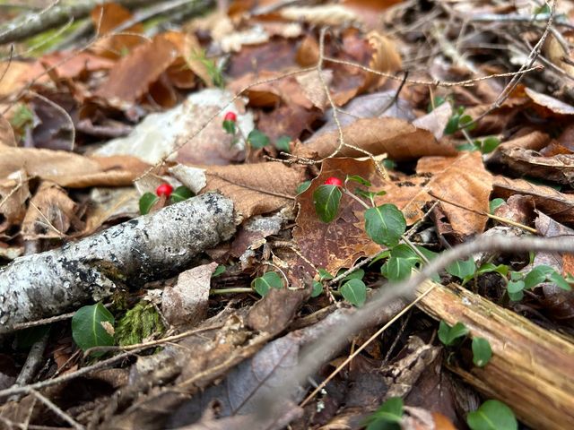 0 Pound Road, Sutton, NH 03221