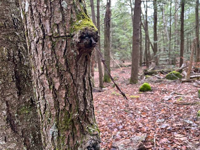 0 Pound Road, Sutton, NH 03221