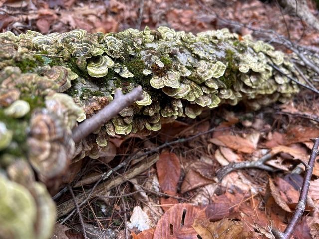 0 Pound Road, Sutton, NH 03221