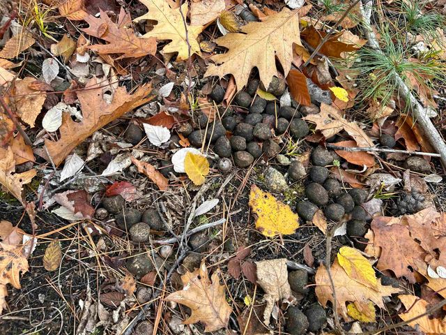 0 Pound Road, Sutton, NH 03221