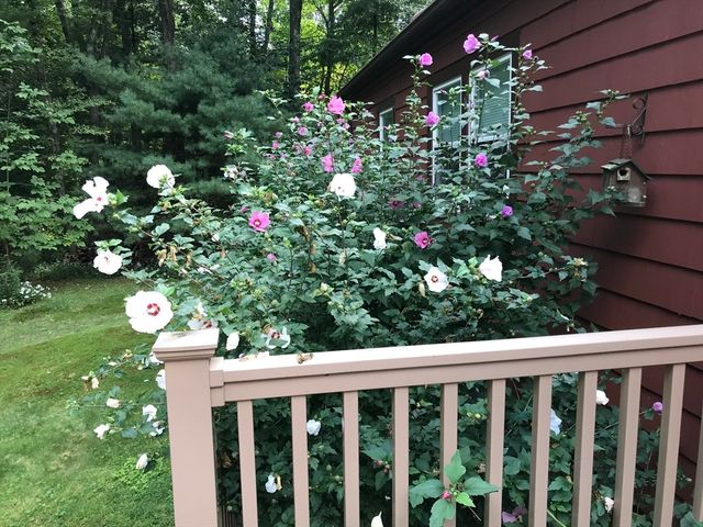 52 Orchard Street, Medfield, MA 02052